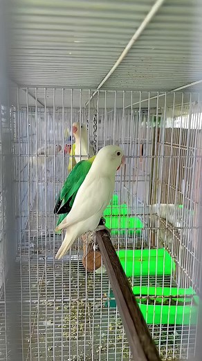 #NZ #lovebirds #foreyoupage @NZ Aviary @King khan Asad @Naveed Sheikh (NS Aviary) @H•Y Aviary🦜