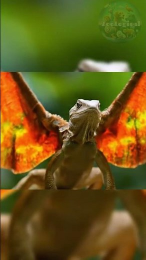Draco Lizard – The Real-Life Flying Dragon 🦎✨#zoological