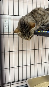 1.6K views · 4K reactions | This poor confused guy came to us this...