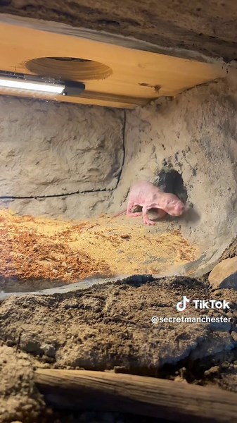 Explore Chester Zoo's New Heart of Africa Zone