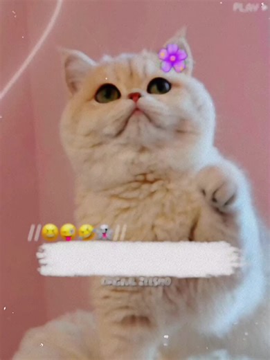 The Joy of Cats: A Fun Poetry Journey