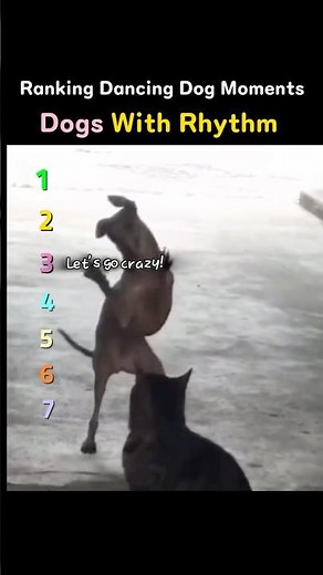 Dancing Dogs Ranking 🐾 | Funniest Moments Ever!