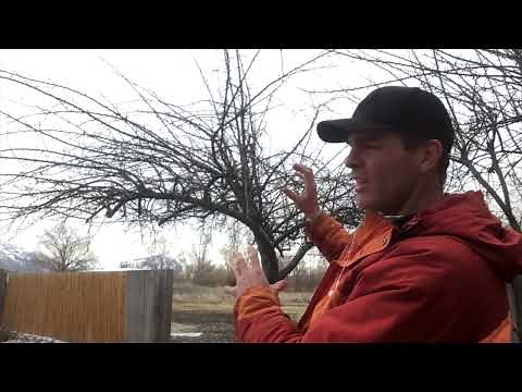 Case Study: Corrective Pruning a Neglected Apple Tree