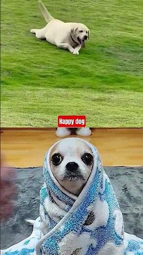 The Happiest Dog Ever | Cute and Joyful Dog Moments 🐾💖