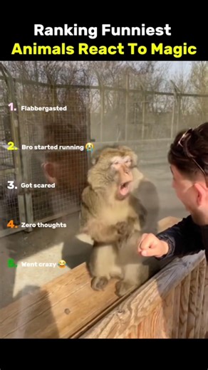 Ranking Funniest Animals React to Magic