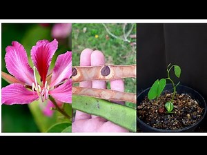 HOW TO GROW BUTTERFLY (Bauhinia purpurea) TREE FROM SEED
