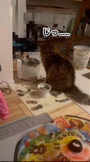 お水にご飯を浮かべて遊ぶたぬき ※今年3月の終わり撮影 #水遊び #子猫の成長動画 #ノルウェージャンフォレストキャット #catshorts