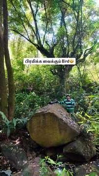 Bird that made me awestruck 🤩 #birds #wildlife #hornbill