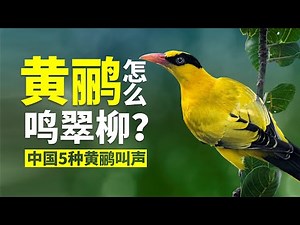 黄鹂在翠柳上怎么鸣叫呢？我们一起来听一听吧，国内5种黄鹂鸟叫声分享