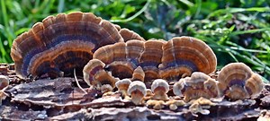 A Complete Guide to Turkey Tail Mushrooms | GroCycle
