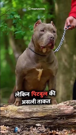 Pitbull vs Cane Corso 🐅- Which is most Powerful Dog? #shorts