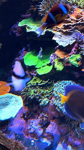 48K views · 1.8K reactions | Who says no angels in reefs ? Fact is there are only small group of true reef safe angelfish ! The rest you need to watch your fluffy coral cause it can be appetizer and desert ! | Polo Reef by Andrew Sandler | Facebook