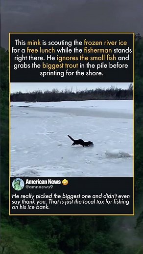 PAYING THE LOCAL MINK TAX