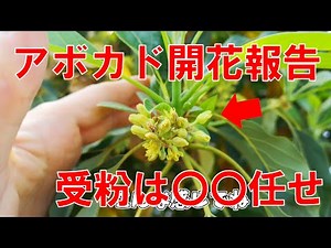 【アボカド栽培】今年はアボカドの受粉を〇〇任せにしてみます