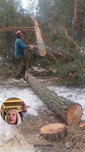 Watch a Professional Lumberjack Work with Precision #treecutting #forestry #skills