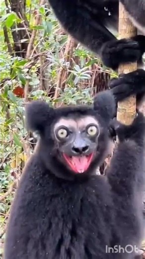 Monkey 🐒🐵 #orangutans#animals#cat#dog#monkey #shorts #youtubeshorts #fyp