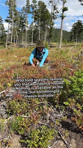 You’re Walking Past Food 12 Months a Year #forager #foraging #foragedfood