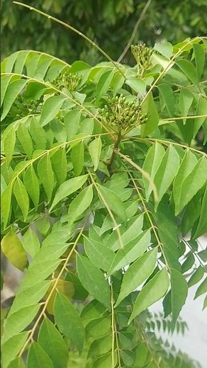 🌿Benefits of curry leaves (करी पत्ता)🌿#ytshorts#shorts#recipe#food#ayurveda#curryleaves#health