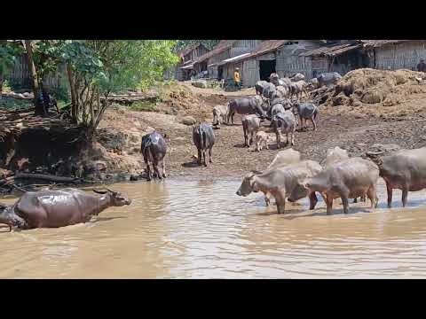 Perkampungan Unik Digunakan untuk Memelihara Ribuan Kerbau ~ Pesona Kampung Kerbau Ngawi