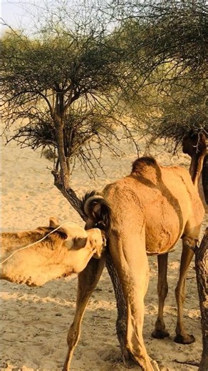 Camel Checking System #جمل_الصحراء #camel #shorts