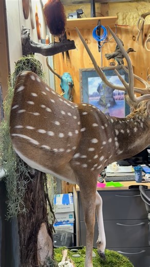 2.4K views · 1.6K reactions | Details matter. Great work from long- time amigo @erickstaxidermy #axisaddict #axisdeer #axisbuck #chital #texas #texashunting #lonestarstate #texashillcountry #deer #deerhunting #venison #wildgame #huntingisconservation #whitetail #axishunting | Axis Addict | Facebook