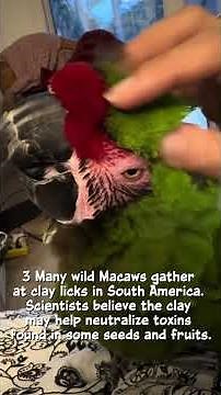 7 Mc’Facts: Macaws 🦜 | #parrot_bliss #birds #macaw