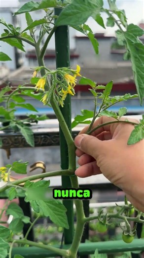 The mistake that leaves you without tomatoes (Learn how to prune) 🍅