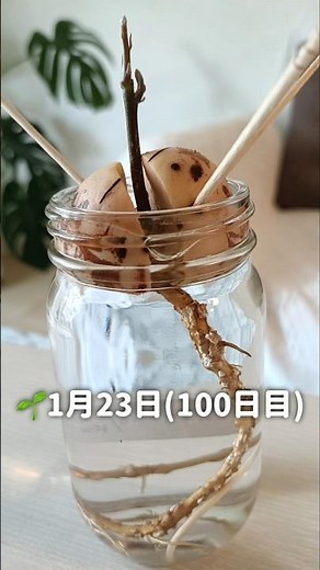 アボカド成長過程/冬の水耕栽培から土への植え替えまで #shorts #アボカド