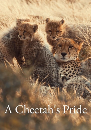 A Cheetah's Pride - streaming tv show online