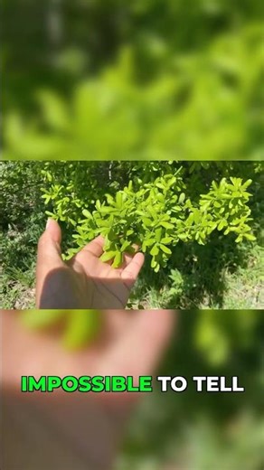 The Texas Persimmon Trick Nobody Talks About #farming #plants