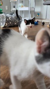 1st adoption viewing day for the #kittens