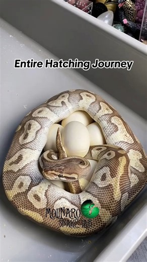 Entire snake hatching journey!