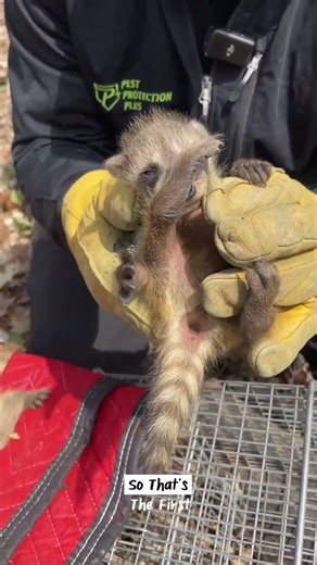 How old are those uninvited guests in your attic? 🦝🧐