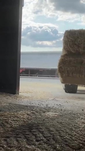 Extreme Dangerous Sheep Shearing Cow Milking Smart Farming Hoof Trimming Animal Rescue BABY CALF, PART 9 #farming #manufacturing #prodution #cowandmilk #modern #cows #how #technology #reel #fyp #mi #brapaws #farmmilk #cow #howitworks #inventions | Bra Paws