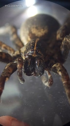 8.4K views · 160 reactions | Giant Wolf Spider Silk Under Microscope #spiders #science #biology #microscope | Closeintel | Facebook
