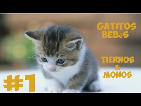 VIDEOS de GATOS & GATITOS BEBÉS, TIERNOS y MONOS | N° 1 ❤