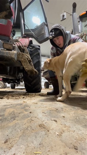 Trevor Wendhausen on Instagram: "Ace is my 9 year old yellow lab. He’s seen about everything here at the farm. He used to jump in every tractor by himself but he can’t quite do it anymore. He still doesn’t like to miss a ride! We had originally gotten Ace to stay home with my wife because I’m at the farm a lot. That changed real quick when he figured out what the farm was all about. I could probably count on one hand how many days he hasn’t come to the farm in the last 9 years. Love ya ole boy. 