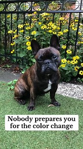 5.1K views · 123 reactions | Time flies 凉@grizzlybulldog #dog #dogsofinstagram #dogs #pet #petsofinstagram #doglover #puppy #frenchbulldog #frenchbulldoglife #frenchie | Frenchiestore | Facebook