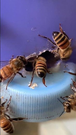 🐝 Big Bee Colony Starts From a Small One | Growing a Strong Hive 🍯