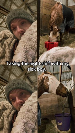 Caring for a Sick Horse: My Evening Experience