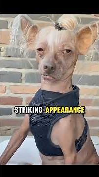 These Are the Ugliest Dogs Ever... You Won't Believe #1🙄🔥