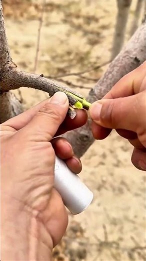 Grafting Fruit Tree Bud Onto Branch To Create Healthy And Productive Plants For Modern Agriculture