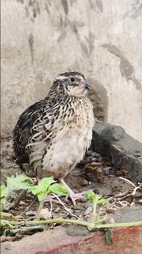 quail natural sounds effects 4k #birds #quail