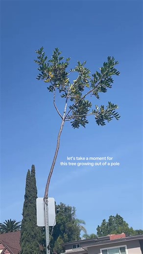 Incredible Tree Grows from Pole