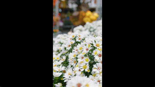  Fall in Full Bloom Pumpkins? Check. Mums? Absolutely. Porch planters? We’ve got those too.  The Farm at Green Village is stocked with everything you need to bring autumn to life — vibrant mums, fall plants, and festive décor!  Visit us today or browse at thefarmatgreenvillage.com #thefarmatgreenvillage #falldecor #mumseason #fallplanting | The Farm At Green Village | Facebook