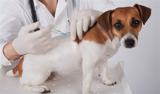 How Long Does a Dog Rabies Vaccination Last? – Top Dog Tips
