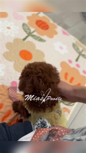 Discover the Joy of Toy Poodle Puppies