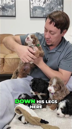 🤎👀 Chocolate Merle Magic with Blue Eyes 👀🤎