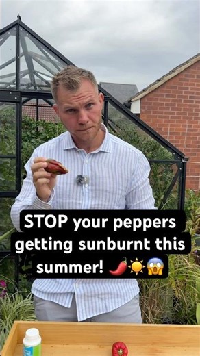 STOP your peppers getting sunburnt this summer! 🌶️☀️😱