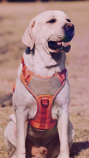 Durable & Stylish Dog Harness in Action!  Watch how this vibrant...